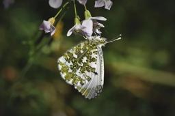 Dora占星2025年7月雙子座運勢